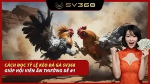 cách đọc tỷ lệ kèo đá gà sv368